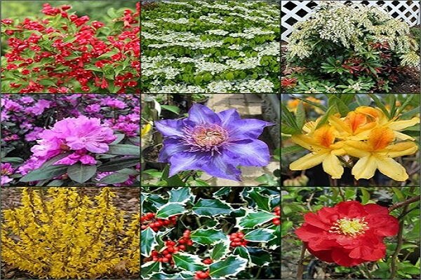 گیاهان دارویی فرصتی ارزشمند برای توسعه صادرات