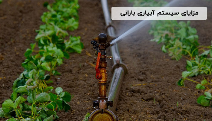 آبیاری قطره ای یا بارانی: کدام روش برای شما مناسب تر است؟